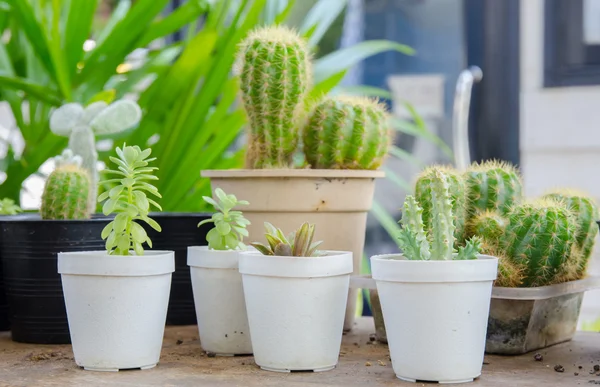 Små olika typer av kaktus växter. — Stockfoto