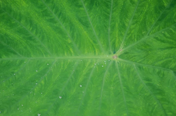 Goccioline d'acqua sulle foglie — Foto Stock
