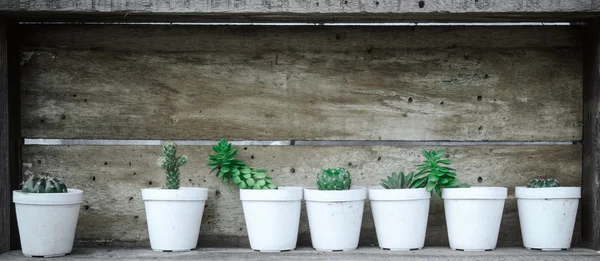 Small different types of cactus plants. — Stock Photo, Image