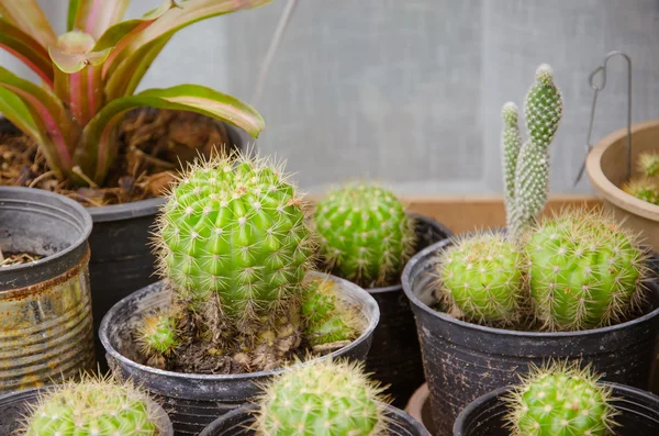Small different types of cactus plants. — Stock Photo, Image