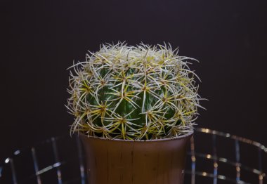 Ahşap masa üzerinde yapay kaktüs