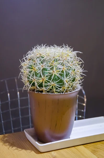 Cactus artificiale su tavolo di legno — Foto Stock