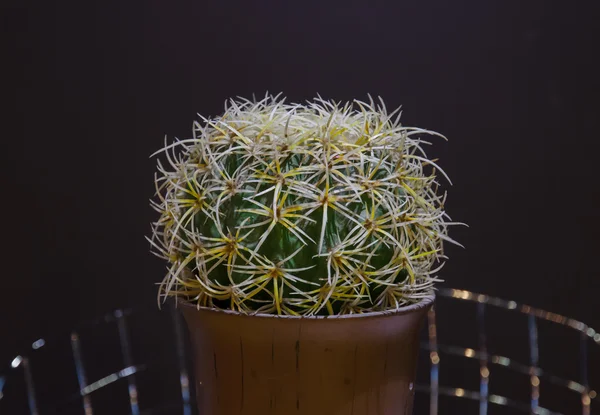 Cactus artificiale su tavolo di legno — Foto Stock