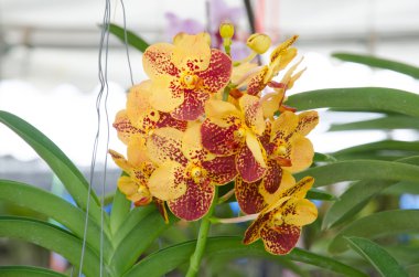 Güzel orkide orkide Bahçe, renkli.