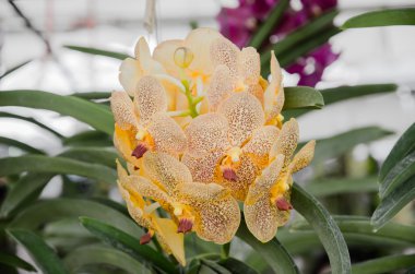 Güzel orkide orkide Bahçe, renkli.