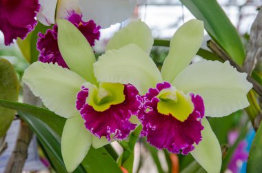 Güzel orkide orkide Bahçe, renkli.