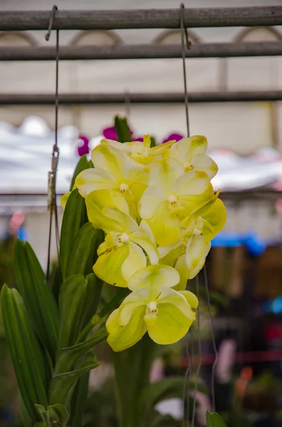 Orquídea bonita no jardim, orquídea colorida . — Fotografia de Stock