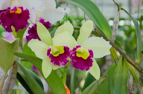 Bella orchidea in giardino, orchidea colorata . — Foto Stock