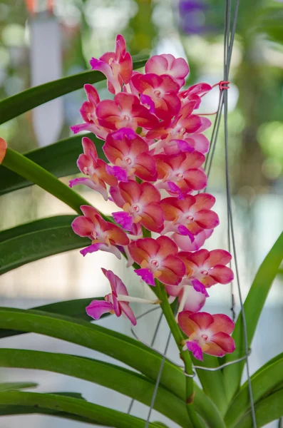 Bella orchidea in giardino, orchidea colorata . — Foto Stock