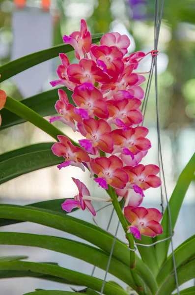 Bella orchidea in giardino, orchidea colorata . — Foto Stock