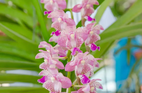 Bella orchidea in giardino, orchidea colorata . — Foto Stock