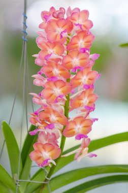 Güzel orkide orkide Bahçe, renkli.