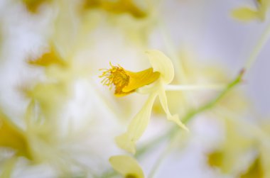 Tatlı renk yumuşak renk ve görüntü stili orkide