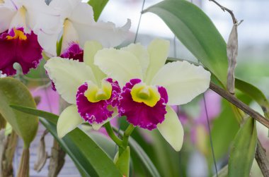 Güzel orkide orkide Bahçe, renkli.