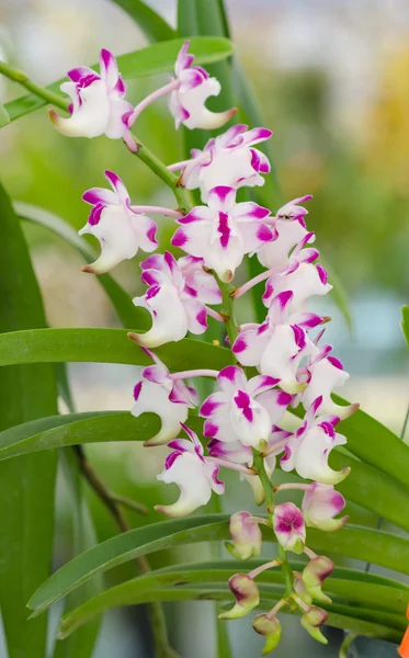 Bella orchidea in giardino, orchidea colorata . — Foto Stock