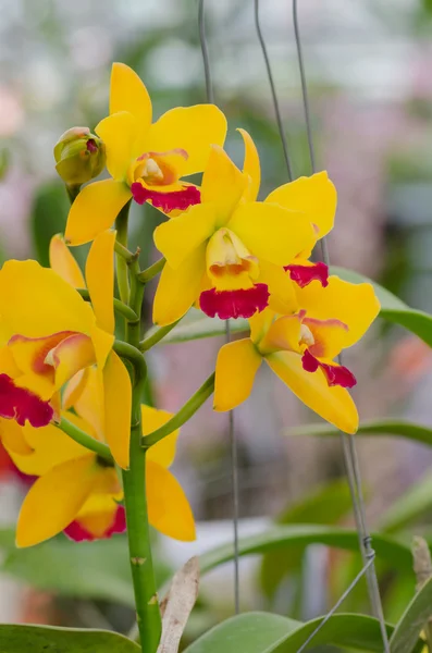 Bella orchidea in giardino, orchidea colorata . — Foto Stock