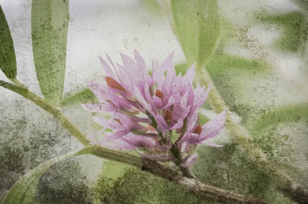 Bela orquídea na textura da parede velha — Fotografia de Stock