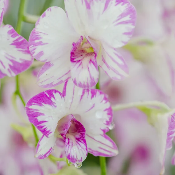 Bella orchidea in giardino, orchidea colorata . — Foto Stock