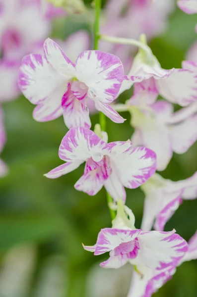 Orquídea bonita no jardim, orquídea colorida . — Fotografia de Stock