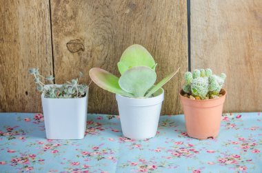 Farklı türde küçük: kaktüs bitkileri.