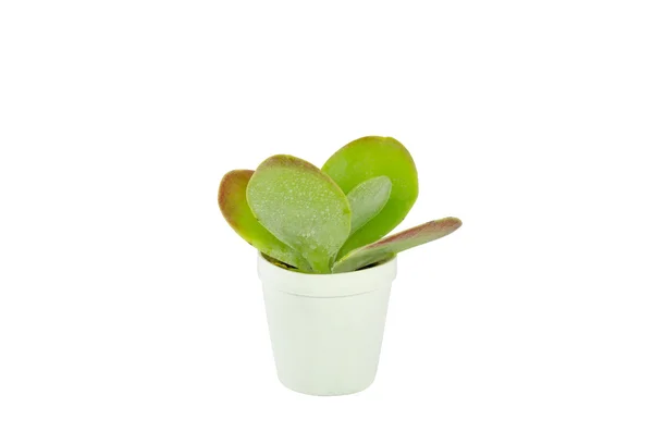 Pequeño cactus en maceta sobre fondo blanco — Foto de Stock