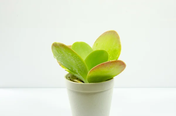 Piccolo cactus in una pentola su sfondo bianco — Foto Stock