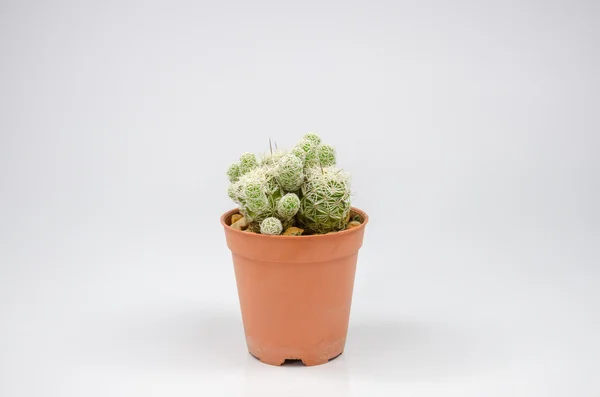 Pequeño cactus en maceta sobre fondo blanco — Foto de Stock