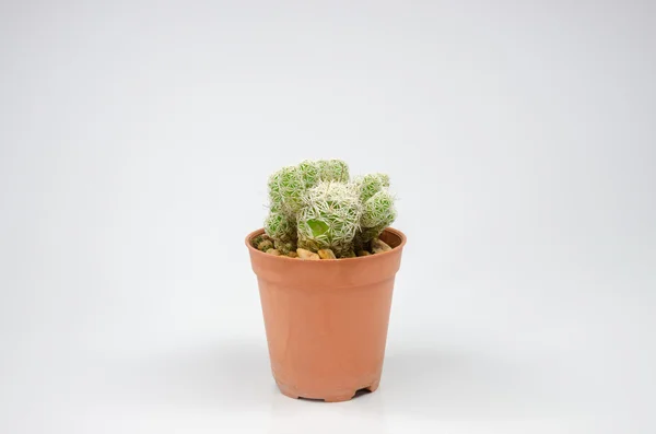 Pequeño cactus en maceta sobre fondo blanco — Foto de Stock