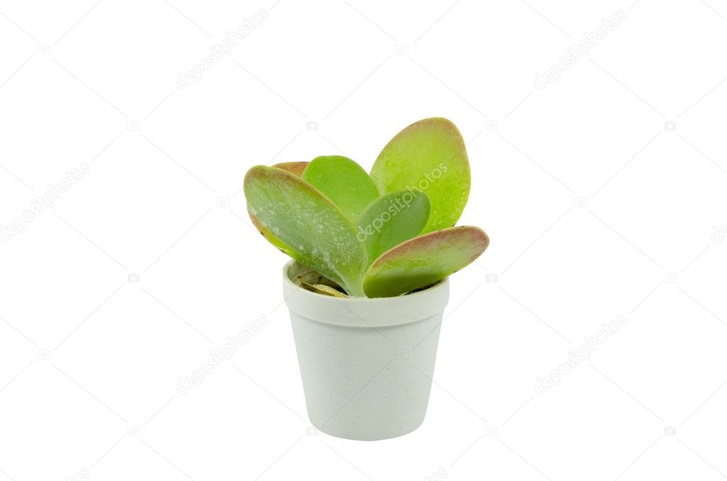 small cactus in a pot on white background