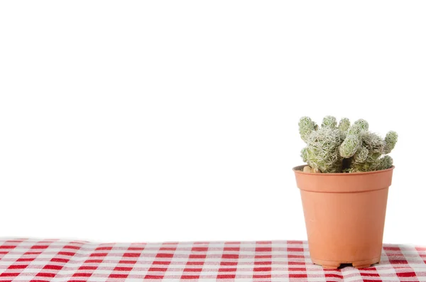 Маленький кактус в горшке на белом фоне — стоковое фото