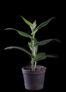 Karasal orkide, Brachycorythis henri, yerel nakit terrestr