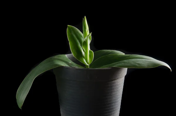 Terrestrische orchideeën, Pecteilis sagarikii, endemisch in het zuiden-als — Stockfoto