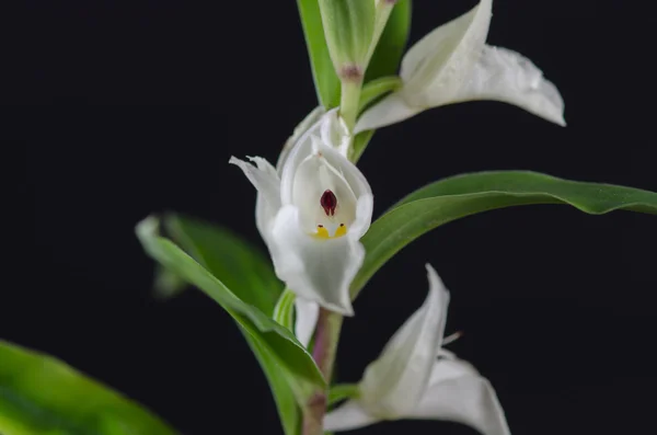 Terrestrial orchid, Brachycorythis henri, native specie terrestr — Stock Photo, Image