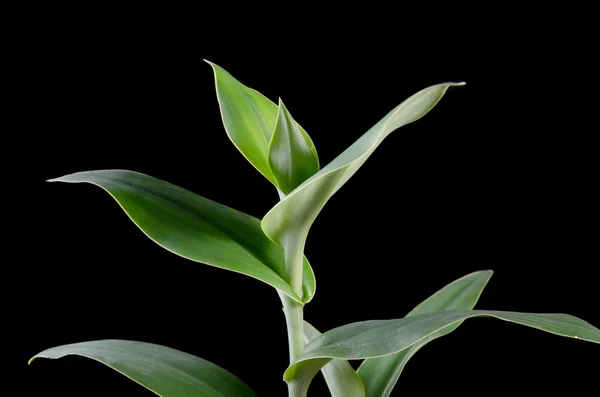 Habenaria dentelé de forêt tropicale de thailand — Photo