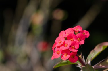 Dikenli, taç İsa Thorn.Desert Rose (çöl gülü).
