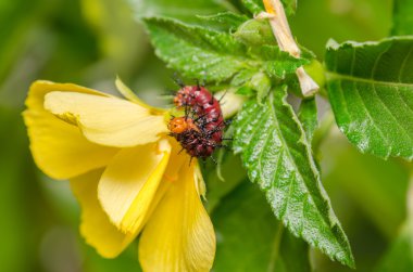 Koyu kırmızı tırtıl yaprak yeşil ve sarı çiçek