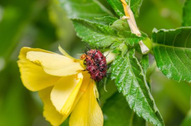 Koyu kırmızı tırtıl yaprak yeşil ve sarı çiçek