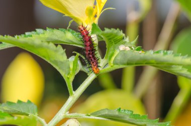 Koyu kırmızı tırtıl yaprak yeşil ve sarı çiçek