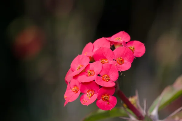 Στέμμα από αγκάθια, Χριστού Thorn.Desert Rose (Desert Rose). — Φωτογραφία Αρχείου