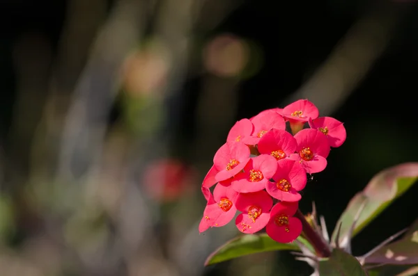 Crown of thorns, Christ Thorn.Desert Rose (Desert Rose). — Stock Photo, Image