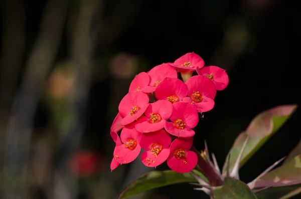 Coroa de espinhos, Cristo Thorn.Desert Rose (Desert Rose ). — Fotografia de Stock