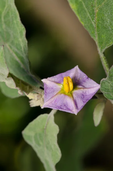 Lila wilde Auberginenblumen blühen im Garten — Stockfoto