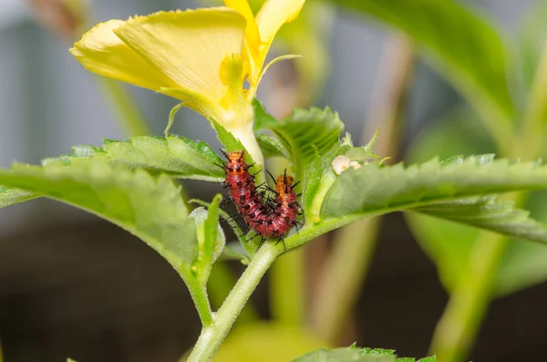 Mörk röd larv på gröna blad och gula blomma — Stockfoto