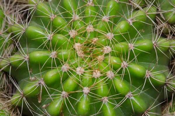 Cactus texture detail — Stock Photo, Image