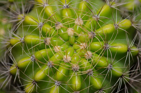 Cactus texture detail — Stock Photo, Image