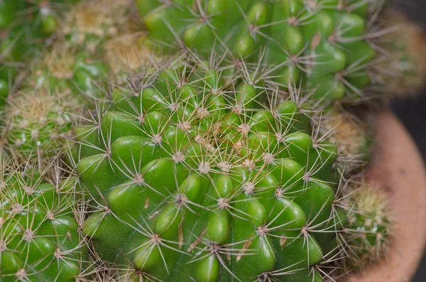 仙人掌纹理细节 — 图库照片