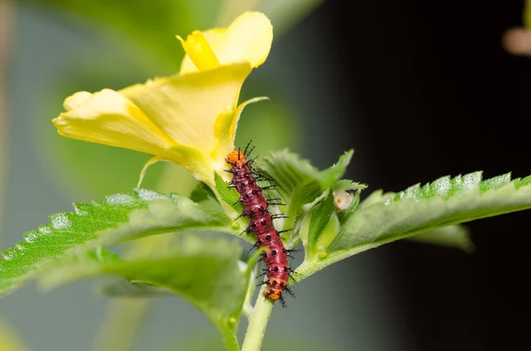 Oruga roja oscura sobre hoja verde y flor amarilla — Foto de Stock