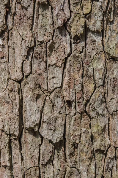 Primer plano de la piel agrietada del tronco de fondo de textura del árbol —  Fotos de Stock