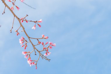 Sakura, yumuşak arka plan bahar kiraz çiçeği.