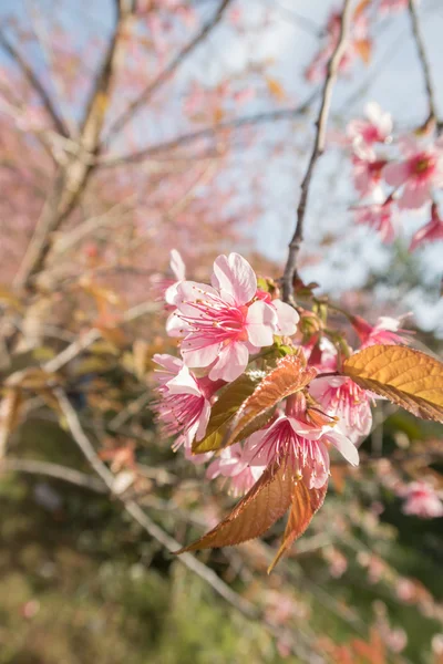 Sakura, Spring cherry blossom with soft background. — Stock Photo, Image